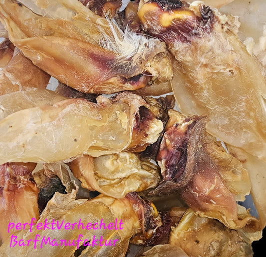 Rinderohr mit Muschel